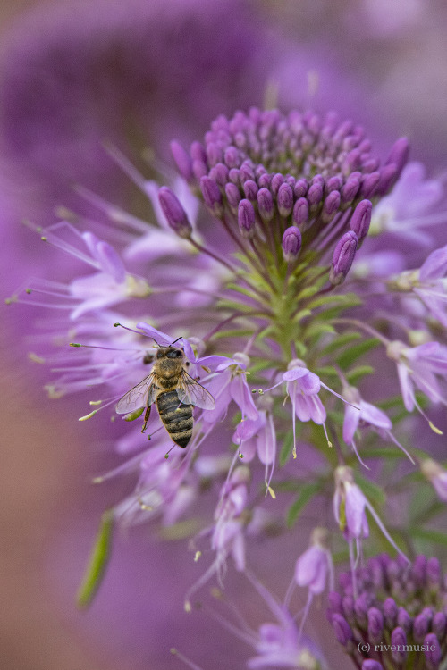 A busy honeybee feeds on Rocky Mountain Beeplant (Cleome serrulata): &copy; riverwindphotography, Au