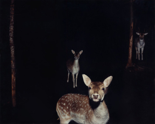 foxesinbreeches:Deer at night, Maine, from the series The Physical World by Jocelyn Lee,  