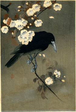 Theshyghost:  Cimmerianweathers:  Crow And Blossom, Ohara Koson, 1910. Woodblock