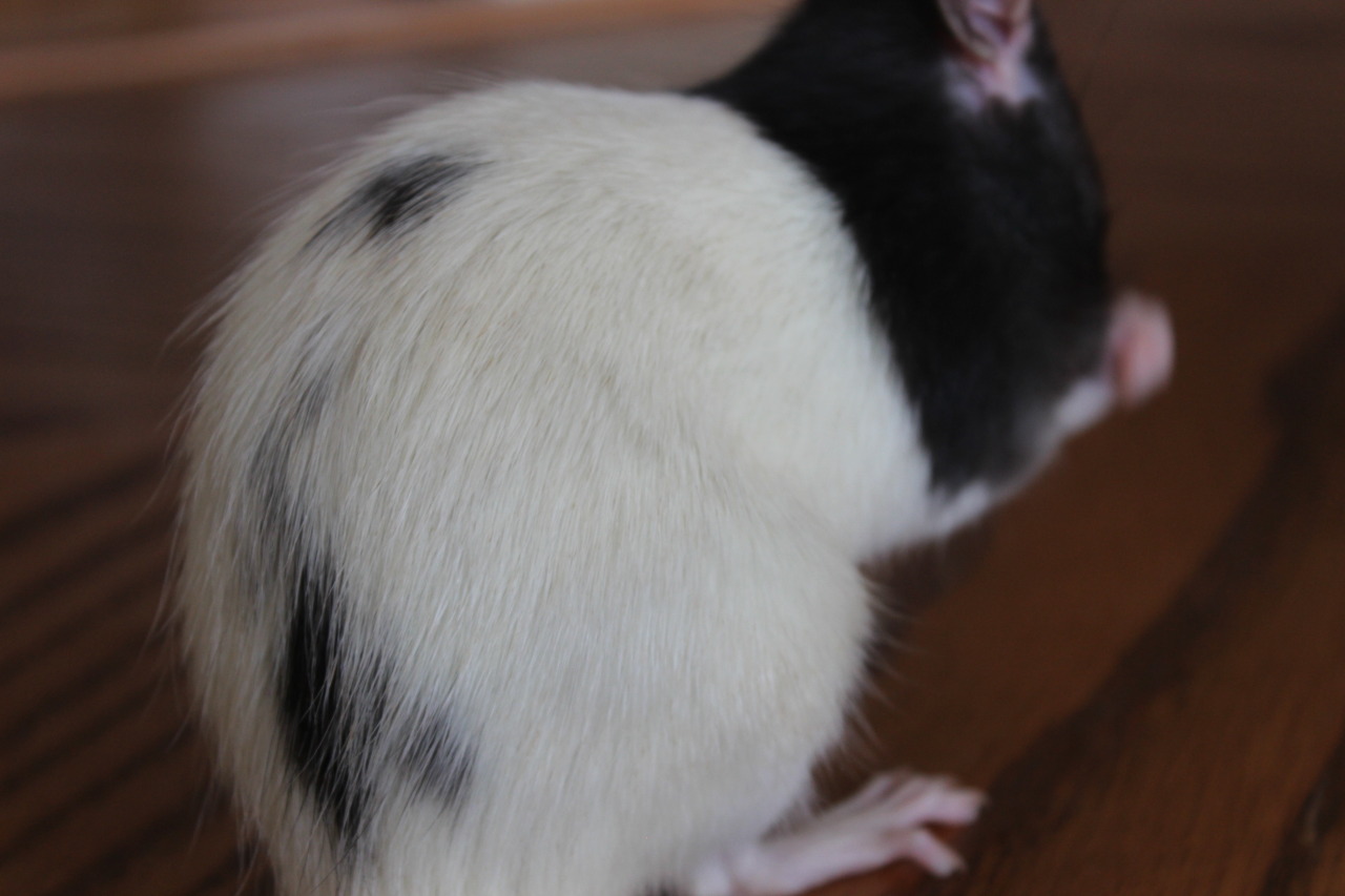 youbringdamnation:   RATS TO GOOD HOMES  I have 5 boys who need good homes. I live