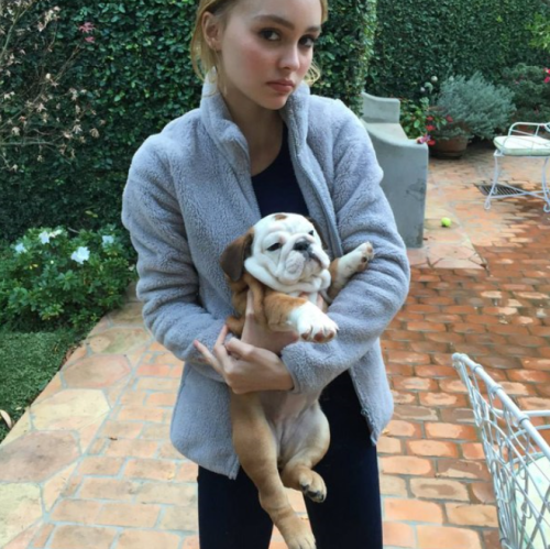 s-un-rise:officiallilyrosedepp:Lily-Rose’s bulldog, Peach.HOW IS SHE SO PERFECT