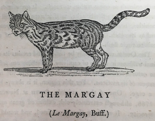 Happy Feline Friday! Images from: Thomas Bewick&rsquo;s A General History of Quadrupeds. Newcastle u