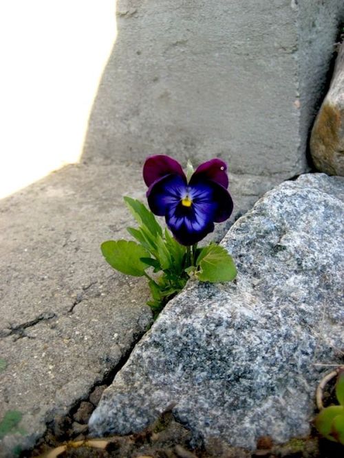 10knotes:nothing says hope quite like flowers growing through the cracks in concrete