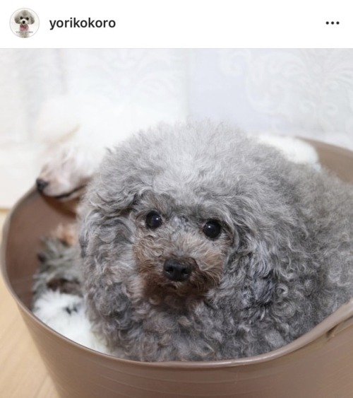 motherish:This is my favorite dog in the entire world. Whenever I am feeling sad I visit their IG an