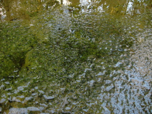 howlmountainfarm:We cleaned out the pond just in time for the tadpoles to hatch only a week after th