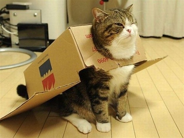 begmetocome:  catsbeaversandducks:  It’s International Box Day! Photos via BuzzFeed