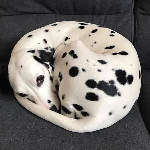 hitmewithcute:Sleepy cookie