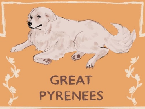 A big buppy#greatpyrenees #illustration #illustratorsofcolumbus #myccad #ccadillustration #dog #dr