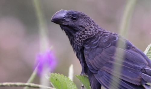 The Smooth-billed Ani Is A Member Of The Cuckoo Family Found Primarily In South America, As Well As A