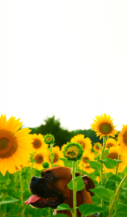 dayanafrias01:  Girasoles 🌻+ Perros 🐶