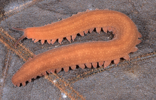 onenicebugperday: Velvet worm, Epiperipatus sp.?, PeripatidaePhotographed in Brazil by Art AnkerPhot