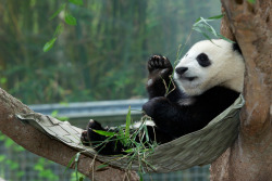 giantpandaphotos:  Xiao Liwu at the San Diego