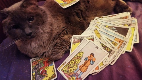 forscryingoutloud:This is the Tarot Cat! She brings good fortune to your dash!❤❤