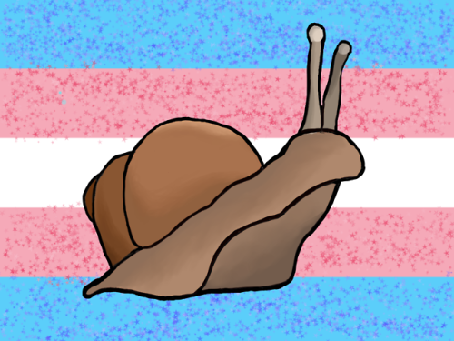 theastronomer:theastronomer:this snail is trans and there’s nothing you can do about it (very first 