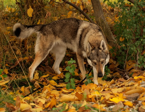 Sex the-little-wolfdog:  Hello, autumn  pictures