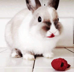 cute-overload:  Bunny eating a raspberryhttp://cute-overload.tumblr.com