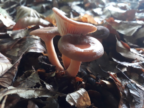 Peak district, UK, August 2021Common funnels (Clitocybe gibba) I’m not certain of this ID