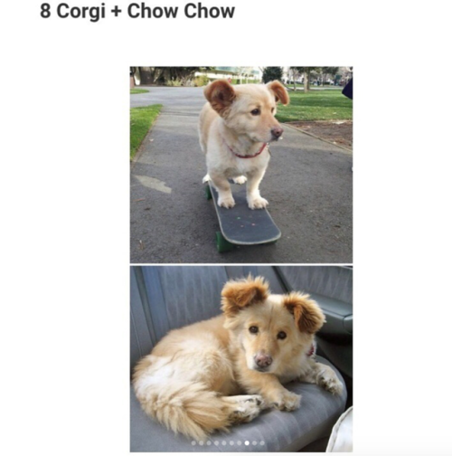 babyanimalgifs: 10 Adorable Photos of Corgis Mixed With Other Dog Breeds :D eeeee~! <333