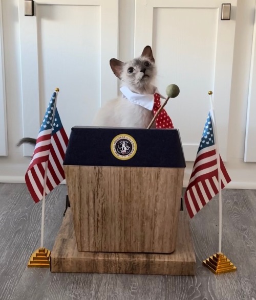 Is Pickles Old Enough In Cat Years To Be Eligible To Run For President