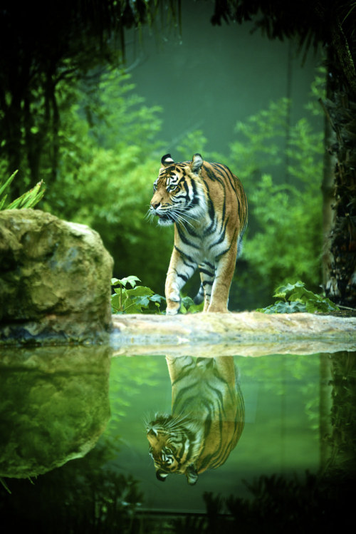 alltiger:  Tiger, Adelaide Zoo. (by Ian_in_Melbourne)  See full galleries @ www.nobraneeded.com