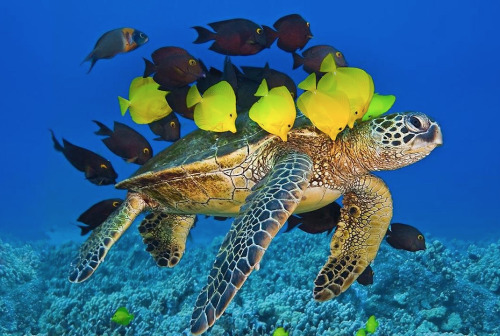 princessailorscout:  nubbsgalore:  photos by mike roberts, masa ushioda, peter liu and doug perrine of green sea turtles being cleaned by yellow tangs, goldring surgeonfish and saddle wrasse. by feeding on the algea and parasites which grow on the turtle