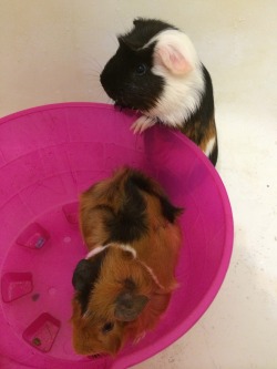 Guinea pigs :3