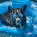 thecorgiwrites - Cetara Frelon
