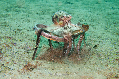 captain-jane-schway: Holy shit you guys coconut octopi are the most precious animals in the world So