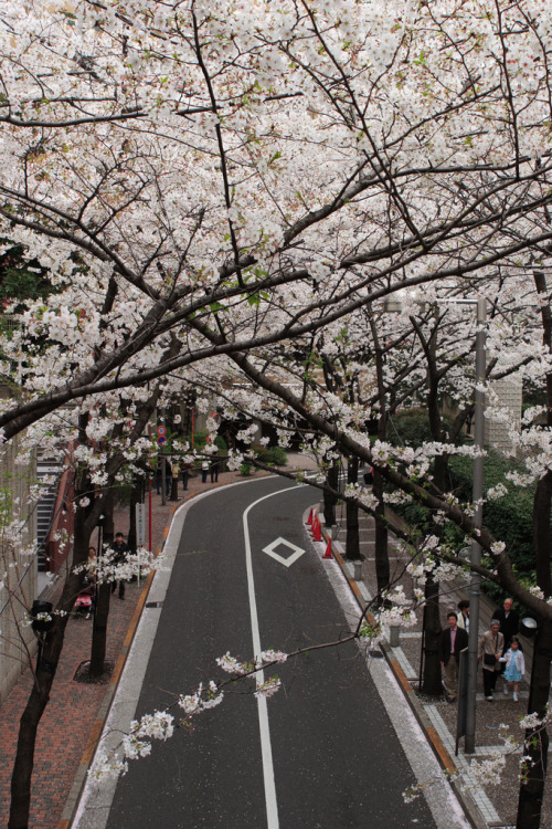 fuckyeahjapanandkorea: Road (by mrhayata)