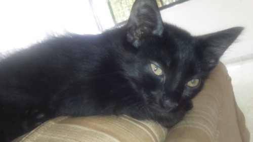 I’m technically still on time for black cat appreciation day.The first kitty is Mufasa and the