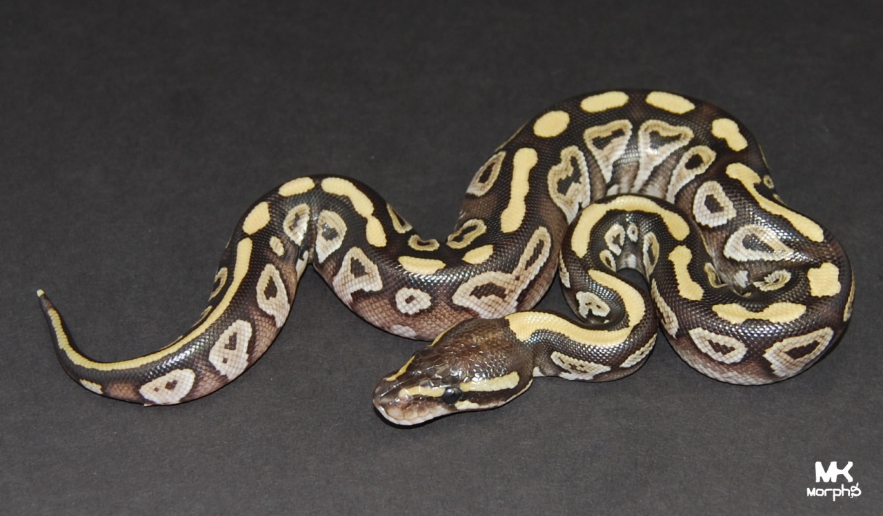 mkmorphs:  We already planned to keep a female mojave cinnamon but we are now giving