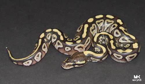 mkmorphs:  We already planned to keep a female mojave cinnamon but we are now giving thought into maybe keeping one of the normal females. These are probably going to be the last pictures I take of the babies until they start shedding. I can’t wait