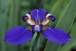 libutron:  Walking Iris - Neomarica caerulea Native to Brazil, though cultivated in many countries, Neomarica caerulea has branching flower stems carrying a succession of spectacular blue blossoms with centers intricately banded in yellow, white, and