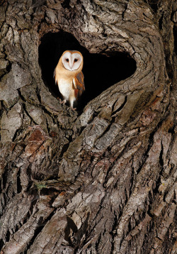 sitting-on-me-bum:  In the heart of the treeBarn Owl (Tyto alba), North-East of France near the village of Aouryby François Nowicki  