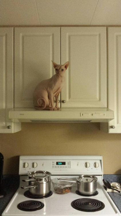 wrinklepaws:  Kitchen Nightmares 