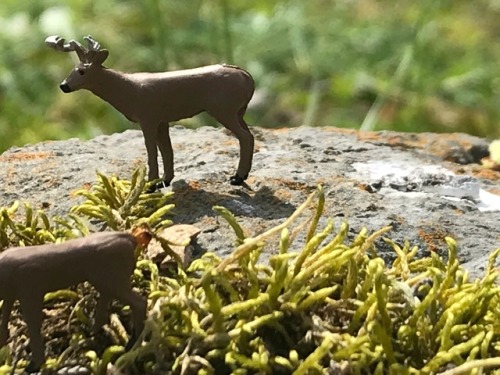 Deer!