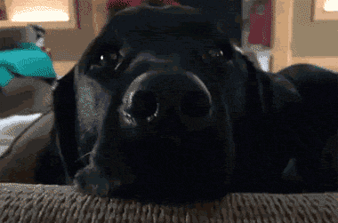 officialannakendrick:  sextronautt:  y’all react to the word sex the way dogs react