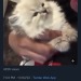 lesbiacebian:lesbiacebian:IMPORTANT VIDEO!!!tbh i don’t think some of you are appreciating