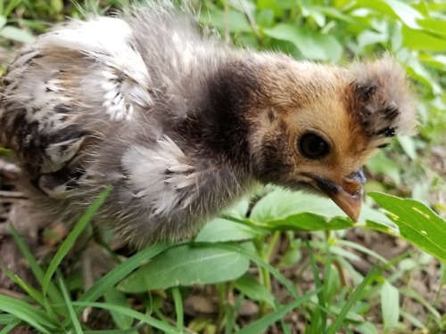 chickenkeeping:growth