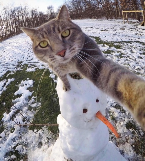 aww-so-pretty:  This cat have better selfies porn pictures