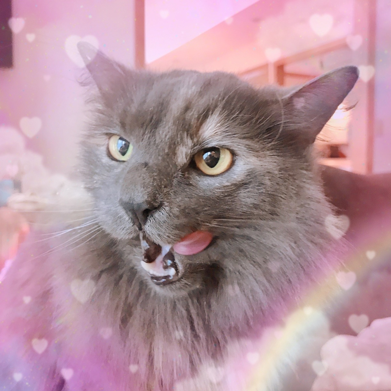 I Really Like Cats Perry Eating Some Rice Pudding
