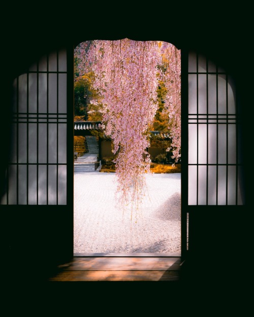 hisa-88:Zen Garden - Cherry Blossoms celebrates this ancient tradition in a timeless deep meditation