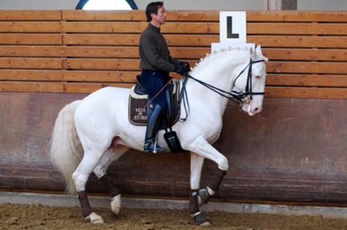 all-the-horses: Unicórnio do Retiro Othelo do Retiro x Orla do Top Lusitano, Stallion 16.1hh Born 20