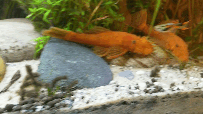 palaeoplushies:I love my horrible gremlin fish so much.