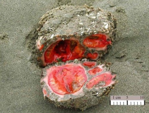 odditiesoflife:Nature’s Living RockAt first glance Pyura chilensis looks like nothing more than a re