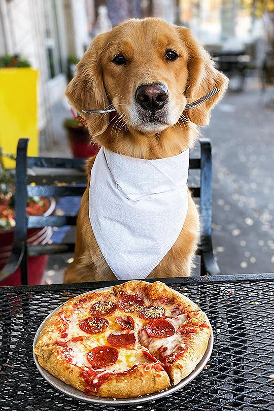  Pizza is my business #itslunchtime #pizzadog