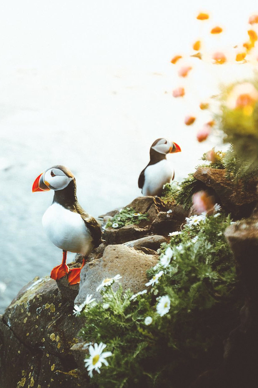 lsleofskye:  Westfjords | joeleep