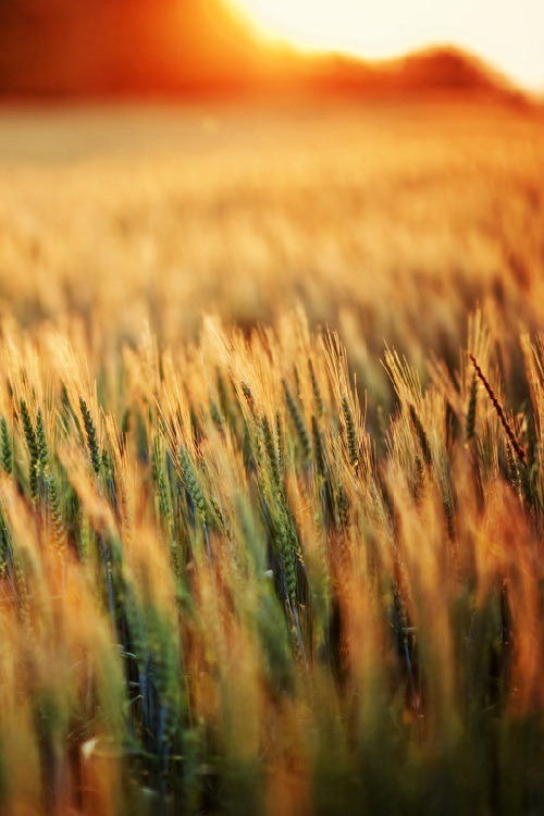 ponderation:  sun by Bogi Bogmen
