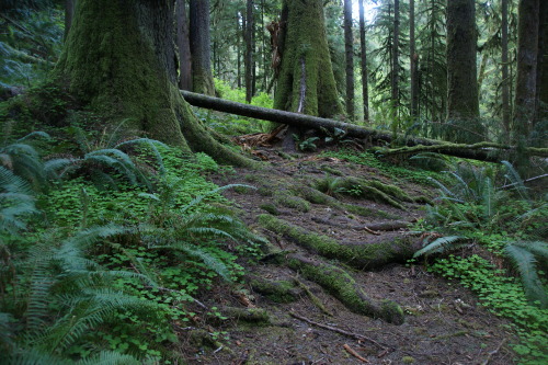 frommylimitedtravels:  - Tangles and tumbles in the Quinault -   More rainforest rambling