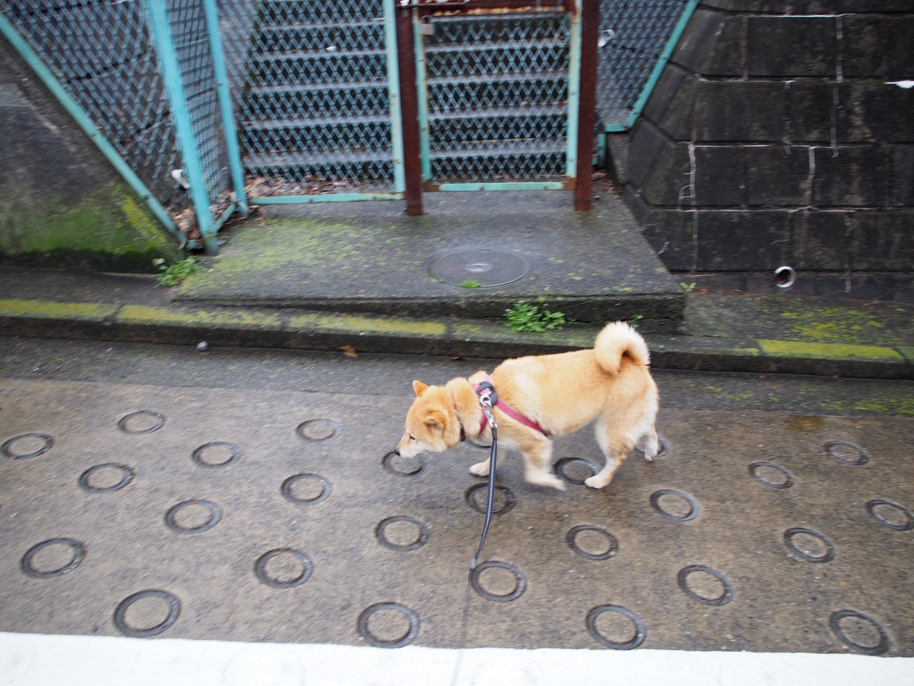 shibainu-komugi:  今日の柴犬の小麦さん #shiba #dog #komugi #shibe #doge